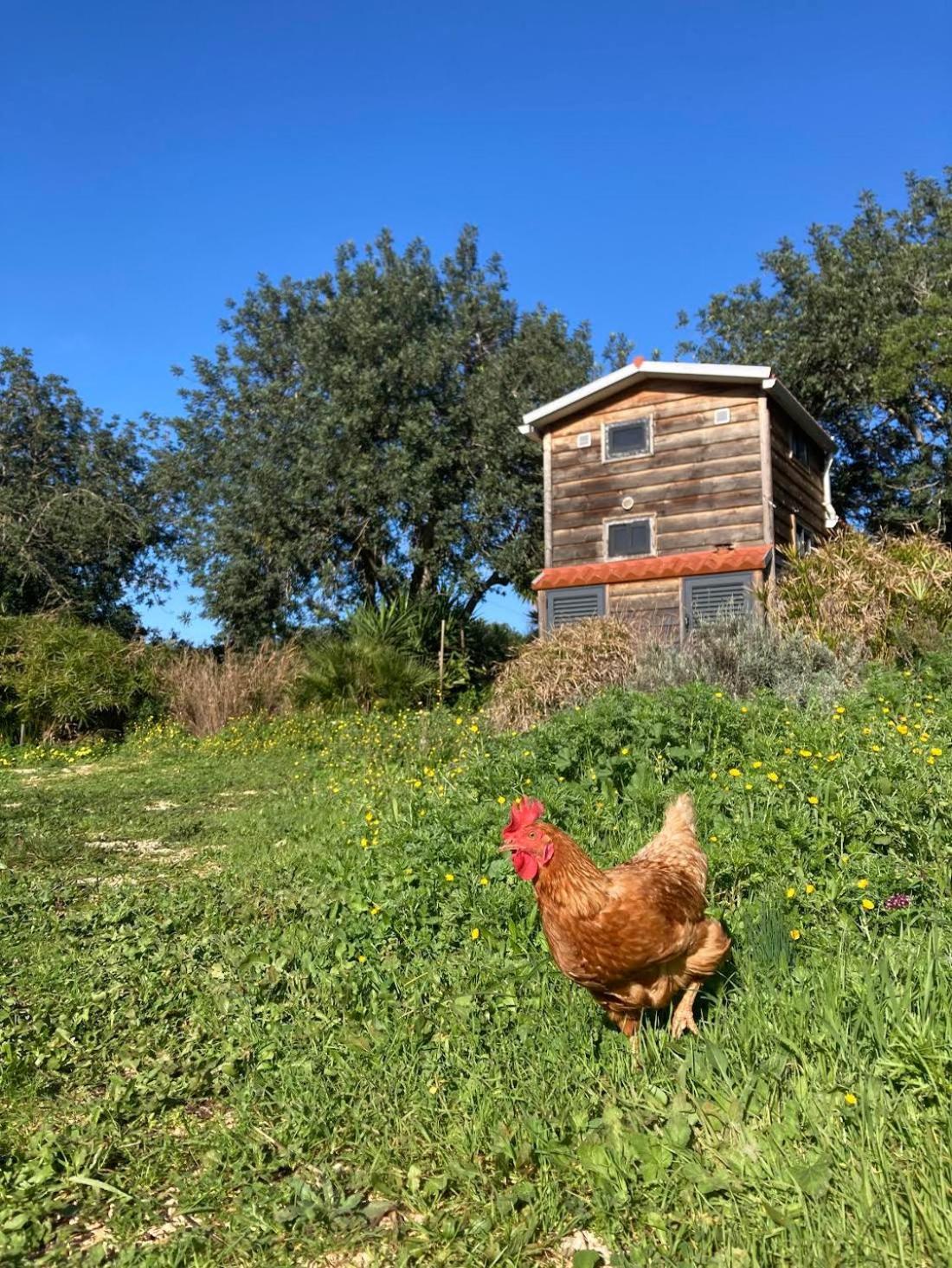 Tiny House Eco Resort Estevais Extérieur photo